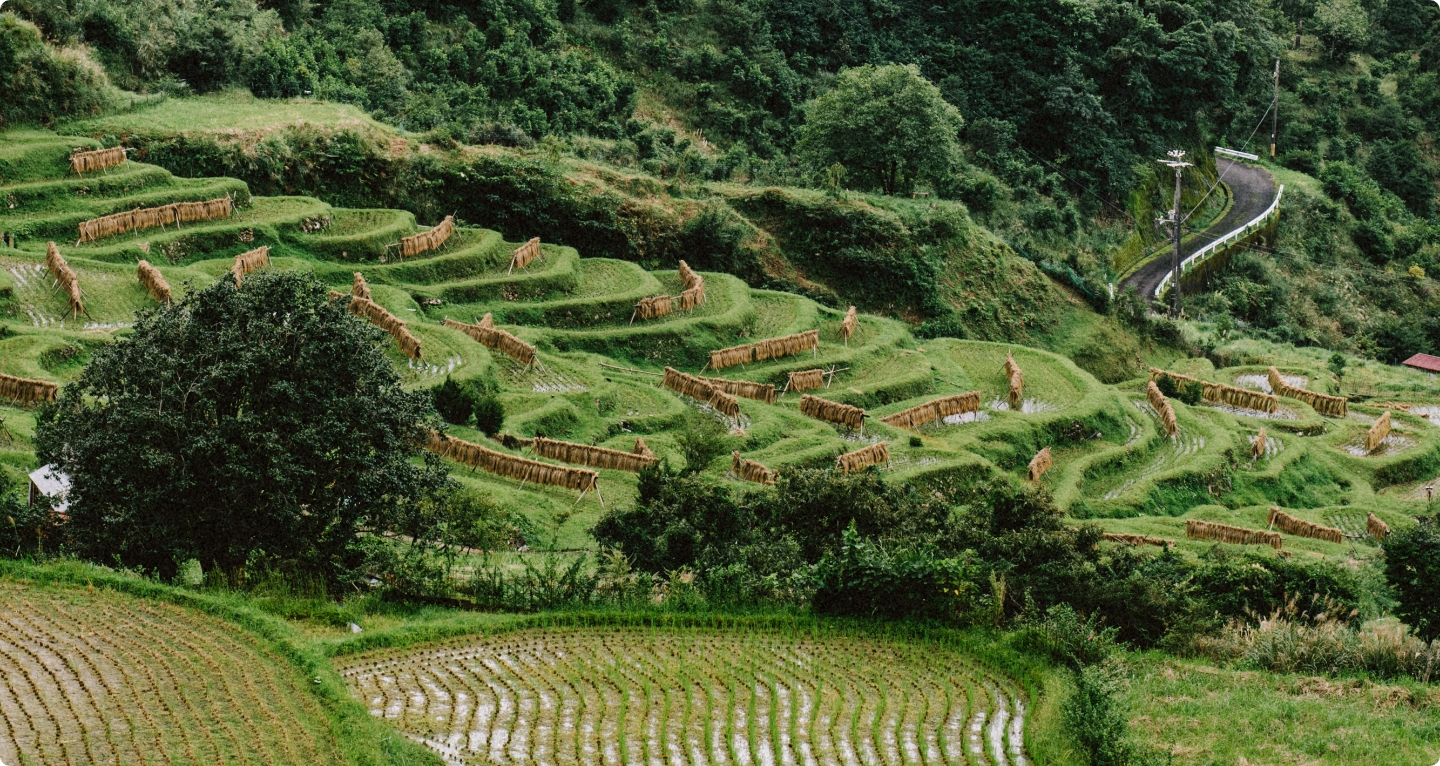 Rice-terraces
